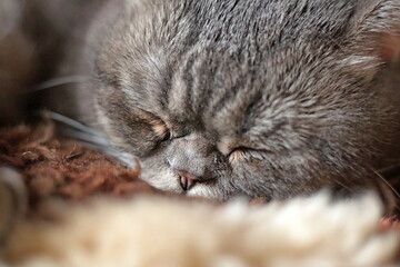 portret my cat © Olexandr Kasianenko