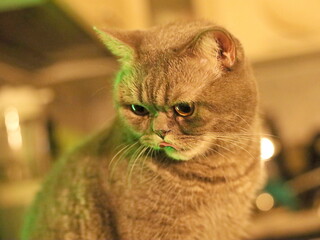 portret my cat © Olexandr Kasianenko