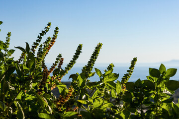 Green Sideritis (ironwort or mountain tea) plant with foliage against blue sky and distant Mediterranean sea