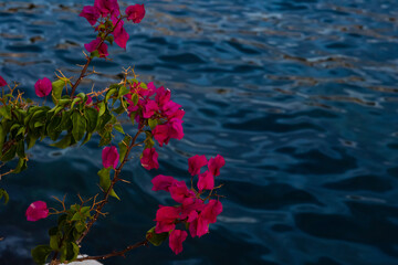 Beautiful pink bougainvillea flowers in full bloom against dark blue wavy sea background, with copyspace