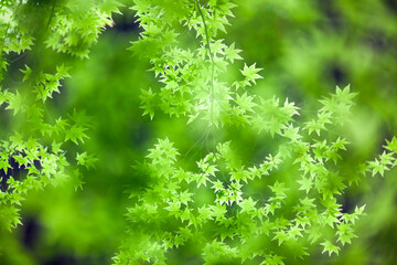 Natural Green Tree Leaf and Sunlight Leaves Background