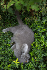 Cat Scottish fold grey cat hiding angry in the garden in green grass, observing surroundings with tense posture, flattened ears, sharp gaze, blending quietly among plants under soft daylight today.