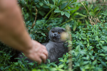 Cat fiercely defends itself as the Scottish Fold grey cat reacts angrily, attacking a human hand while standing in a vibrant garden surrounded by fresh green grass and natural outdoor energy.