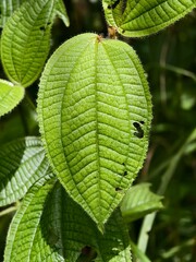 The Clidemia hirta plant grows wild in the tropical nature of Kalimantan
