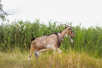 Goat, leash, walking, green grass, river, summer, outdoors, nature, farm, animal, sunny, peaceful, meadow, herbivore, rural, scenic, pastoral, gentle, calm, landscape, playful, freedom, summer day, wi