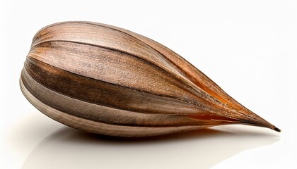 a single seed pod with a pointed top and a smooth textured surface