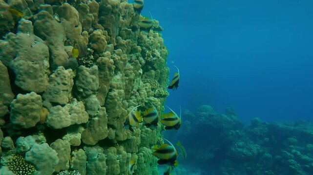 The camera moves forward along a vertical wall of a coral reef, a group of Red Sea Bannerfish, Heniochus intermedius swimming near the reef on a sunny day, slow motion.
