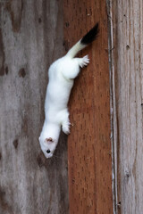 An ermine runs quickly down the beam of a building.  These animals turn from brown to white in winter for camouflage.