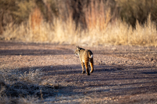 This beautiful bobcat slowly walked past my car as I was looking for birds - New Mexico