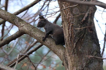 Dark Eurasian Red Squirrel Sitting on Tree Branch. Sciurus vulgaris Watching in Autumn Forest Habitat. Cute Wild Animal Portrait