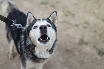 Husky dog, portrait, outdoor, river, summer, village, Ukraine, swimming, water, wet fur, blue eyes, brown eyes, alert, playful, energetic, nature, sunlight, reflection, grass, peaceful, joyful, happy,