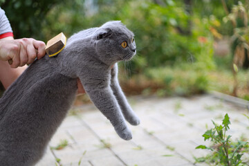 Scottish fold grey cat outside receives gentle grooming from a caring woman owner, highlighting simple pet care, calm bonding moments, natural surroundings, soft fur maintenance, and everyday attentio