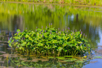Fototapeta premium Pickerelweed, Pickerel Rush Water hyacint (Pontederia cordata). The pickerelweed or pickerel weed, native amerivan flowers
