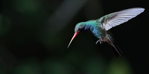 Broad-billed Hummingbird hovers in mid-flight at Paton Center, a birding hotspot in Patagonia, Arizona, United States