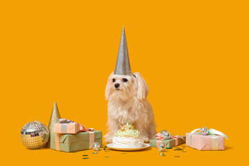 Cute Bolognese dog in party hat celebrating Birthday with gift boxes and cake on yellow background