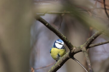 Cute Eurasian Blue Tit Perched on Oak Branch: Colorful Cyanistes caeruleus Garden Bird Sitting on Twig with Dry Leaves. Wildlife Portrait against Clear Blue Sky Background