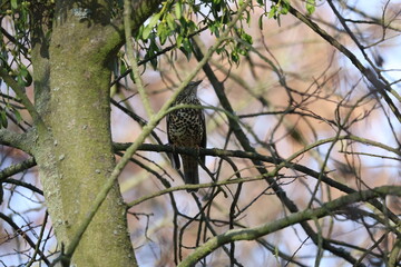 Mistle Thrush Perched in Mistletoe Tree: Turdus viscivorus Bird Amongst Viscum album Parasitic Plants. Wildlife Ecology Scene in Central European Forest