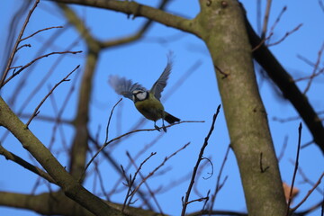 Cute Eurasian Blue Tit Perched on Oak Branch: Colorful Cyanistes caeruleus Garden Bird Sitting on Twig with Dry Leaves. Wildlife Portrait against Clear Blue Sky Background