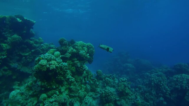 Ajargo or Spot-fin Porcupinefish, Diodon hystrix swimming in deep blue water over a conal reef in the evening time