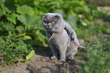 Scottish fold grey cat outdoors pooping in a summer garden, showing natural pet behavior useful for pet care articles, websites, and presentations with clear educational focus for everyday pet owners.