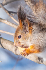 Obraz premium The squirrel with nut sits on tree in the winter or late autumn