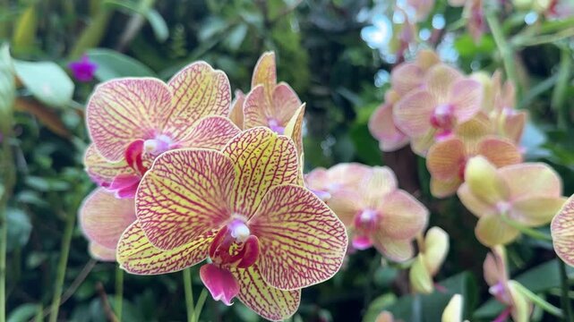 Closeup of Beautiful Yellow Vanda Hybrid Orchid in a (Phalaenopsis)