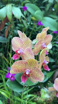 Closeup of Beautiful Yellow Vanda Hybrid Orchid in a (Phalaenopsis)