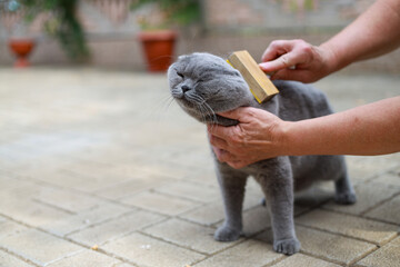 Scottish fold grey cat outside receives gentle grooming from a caring woman owner, highlighting simple pet care, calm bonding moments, natural surroundings, soft fur maintenance, and everyday attentio
