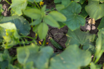 Cucumbers young small baby plants grow naturally in a sunny summer garden, showing fresh green leaves, delicate stems, and tiny fruits developing slowly in warm soil with gentle light around.
