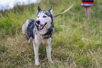 Husky dog, different eyes, playing outside, near river, after swimming, summer, village, Ukraine, joyful, energetic, wet fur, nature, green grass, sunlight, adventure, happiness, freedom, water splash