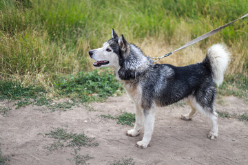Husky dog, different eyes, playing outside, near river, after swimming, summer, village, Ukraine, joyful, energetic, wet fur, nature, green grass, sunlight, adventure, happiness, freedom, water splash