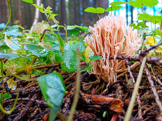 Romaria stricta after the rain