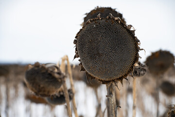 Dry sunflower plants standing in snow. Extreme weather conditions from global warming