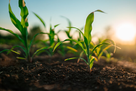 Corn maize in agricultural field under sunlight. Agriculture and early growth stage