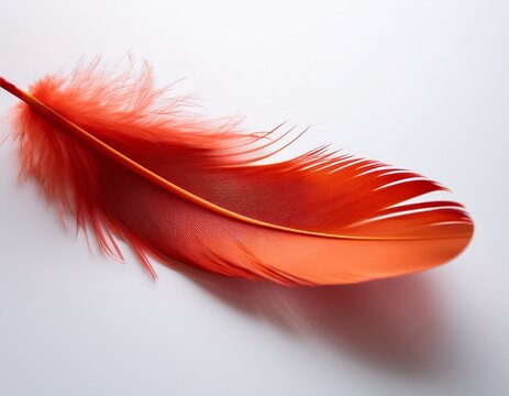 single red feather with orange details floating on a white background ideal for nature bird or writing related designs