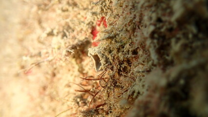 Polychaeta or bristle worm (Branchiomma luctuosum) tube undersea, Ligurian Sea, Italy, Imperia