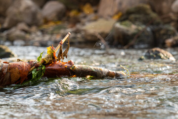 A branch is floating in a river with leaves on it