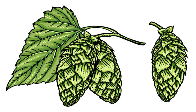 Vector hops cone and leaf illustration isolated