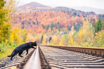 A black cat walks along the railroad tracks.
