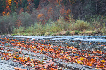 Mountain river flows through the forest. Many fallen yellow leaves. Stone river bank
