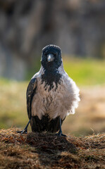 A bird with a black head and white feathers is standing on a grassy hill