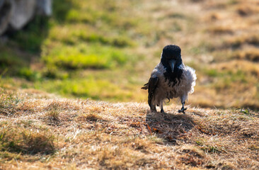 Obraz premium A crow is standing on a dry grassy field