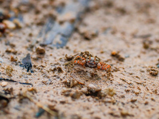 colorful crab on the beach wildlife