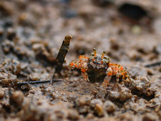 colorful crab on the beach wildlife