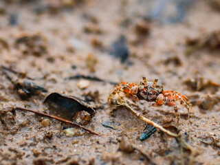 colorful crab on the beach wildlife