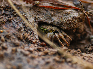 colorful crab on the beach wildlife