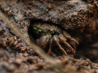 colorful crab on the beach wildlife