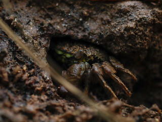 colorful crab on the beach wildlife