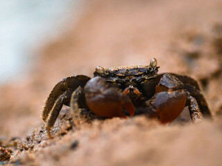 colorful crab on the beach wildlife