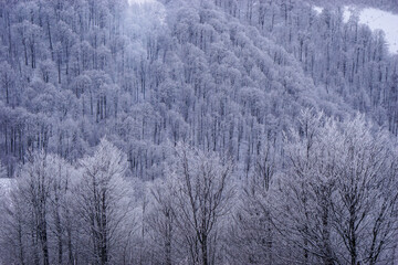 Frozen Crown of the Carpathians: Ice-Covered Trees Embracing a Hidden Winter Meadow